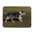 Pesquisar por cão de border collie imas Prumo e pam langrish