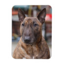 Pesquisar por bull terrier imas Touro