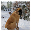 Pesquisar por mastiff inglês pôsteres Cachorro