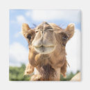 Pesquisar por camel imas Natureza