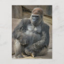 Pesquisar por cara macaco cartoes postais Vida selvagem