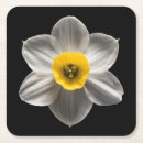 Pesquisar por bulbo porta copos Flower