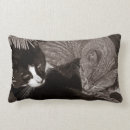 Pesquisar por yang fotografia Gato