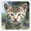 Pesquisar por gatinho branco adesivos Marrom