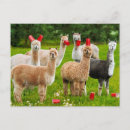 Pesquisar por copa cartoes postais Animal