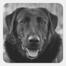 Pesquisar por pet me adesivos Dogs