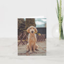 Pesquisar por perda de um cão cartoes Cãozinho