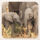 Pesquisar por mammals casa presentes Animals in the wild