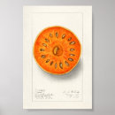 Pesquisar por desenhos frutas pôsteres Laranja