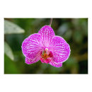 Pesquisar por orquídeas cor de rosa pósteres pôsteres Fotografia