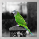 Pesquisar por conure Fotografia