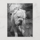 Pesquisar por caridade cartoes postais Cães