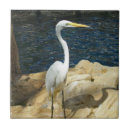 Pesquisar por egrets Casa de praia