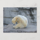 Pesquisar por ursus Ursus maritimus