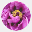 Pesquisar por fuchsia adesivos Cor de rosa