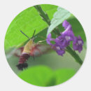 Pesquisar por hummer adesivos Natureza