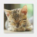 Pesquisar por puro imas Gatinho