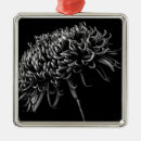 Pesquisar por crisântemo ornamentos Flor