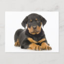 Pesquisar por cão rottweiler cartoes Cãozinho