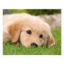 Pesquisar por cute fotos pôsteres Cão
