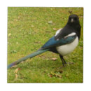 Pesquisar por magpie Branco