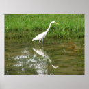 Pesquisar por grande egret branco Pássaros