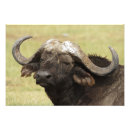 Pesquisar por nariz artes pôsteres Vida selvagem