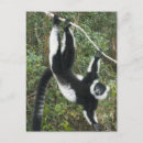 Pesquisar por raro cartoes postais Animal