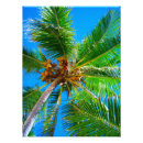 Pesquisar por palmeira do coco Natureza