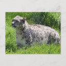 Pesquisar por zoo cartoes postais Leopardo