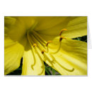 Pesquisar por hemerocallis Amarelo