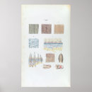 Pesquisar por pele humana pôsteres Ilustração