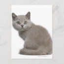 Pesquisar por british cartoes postais Gatinho