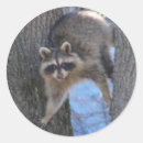 Pesquisar por casulo adesivos Guaxinins