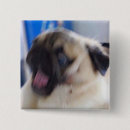 Pesquisar por pug pug botons Cães