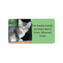 Pesquisar por tigre etiquetas Gato