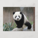 Pesquisar por filhotes urso panda cartoes postais China