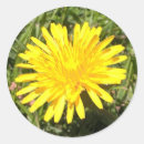 Pesquisar por dandelion adesivos Natureza