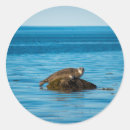 Pesquisar por vida aquática adesivos Mar