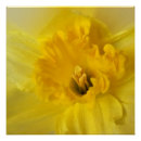 Pesquisar por daffodil pósteres pôsteres Daffodilo