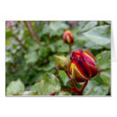 Pesquisar por rosebuds Verde