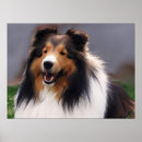 Pesquisar por sheltie pôsteres Cães
