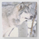 Pesquisar por lobo cinzento porta copos Animal