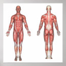 Pesquisar por sistema muscular pósteres pôsteres Anatomia