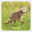 Pesquisar por wildlife adesivos Animais