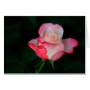 Pesquisar por o arbusto cor de rosa cartoes postais Jardim