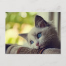 Pesquisar por ragdoll cartoes convites Gatinho