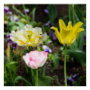 Pesquisar por tulipas amarelas pôsteres Natureza