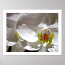 Pesquisar por orquídeas pôsteres Exótico