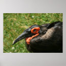 Pesquisar por animais africanos pósteres pôsteres Fotografia